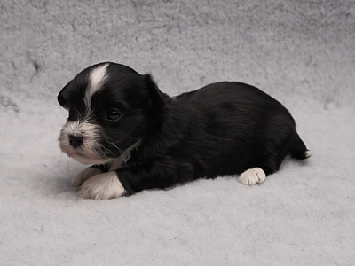 Bichon Havanais hvalpe fra Kennel Miki Nanoq
